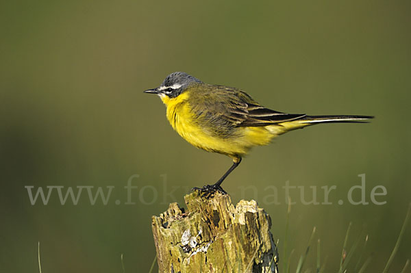 Wiesenschafstelze (Motacilla flava)