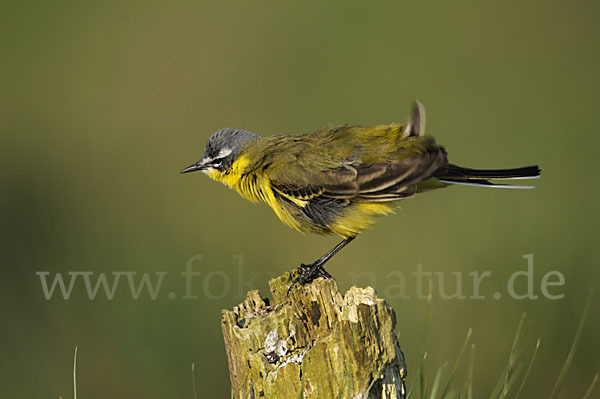 Wiesenschafstelze (Motacilla flava)