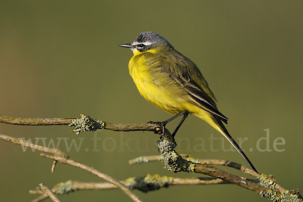 Wiesenschafstelze (Motacilla flava)