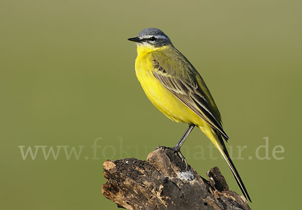 Wiesenschafstelze (Motacilla flava)