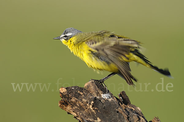 Wiesenschafstelze (Motacilla flava)