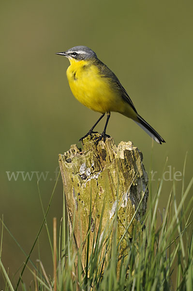 Wiesenschafstelze (Motacilla flava)