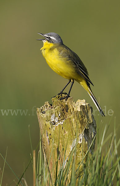 Wiesenschafstelze (Motacilla flava)