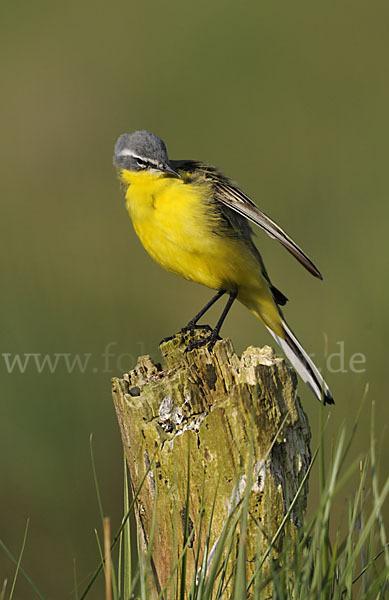 Wiesenschafstelze (Motacilla flava)