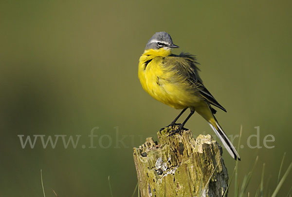 Wiesenschafstelze (Motacilla flava)