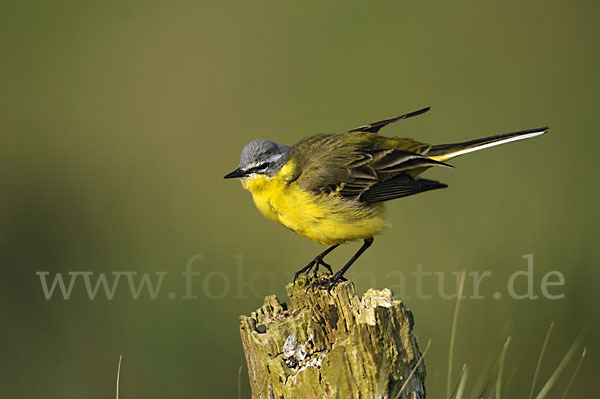 Wiesenschafstelze (Motacilla flava)