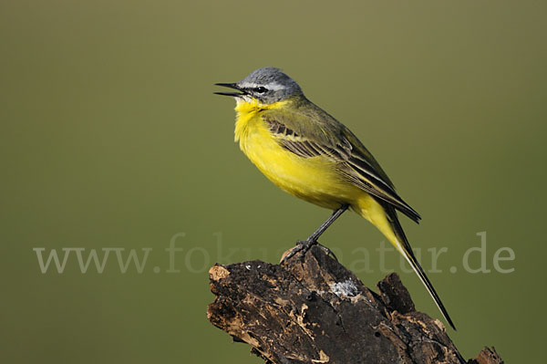 Wiesenschafstelze (Motacilla flava)