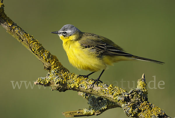 Wiesenschafstelze (Motacilla flava)