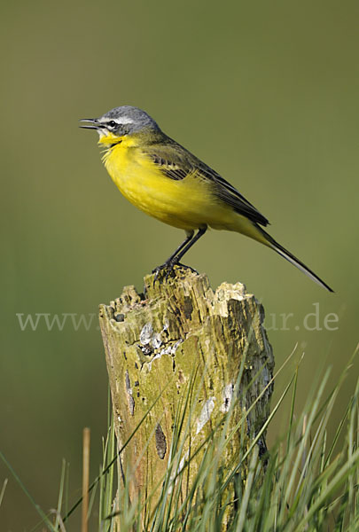 Wiesenschafstelze (Motacilla flava)