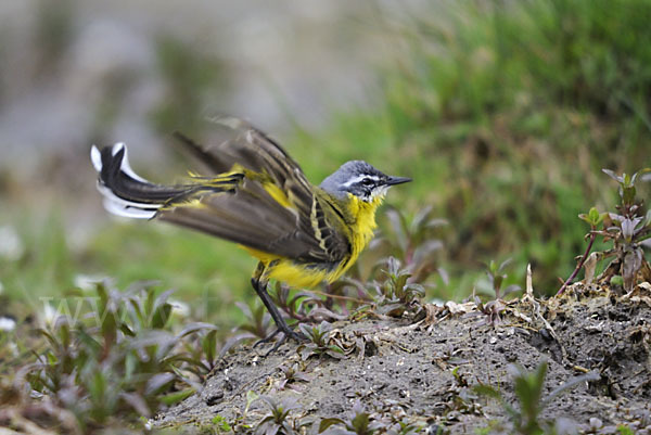 Wiesenschafstelze (Motacilla flava)