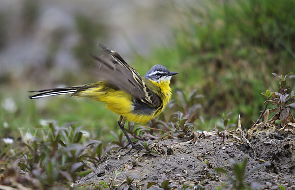 Wiesenschafstelze (Motacilla flava)