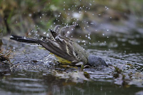 Wiesenschafstelze (Motacilla flava)