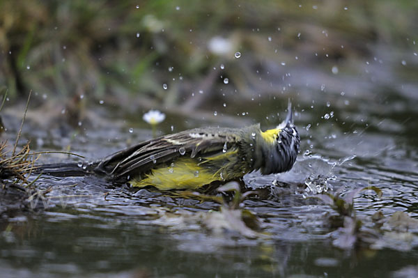 Wiesenschafstelze (Motacilla flava)