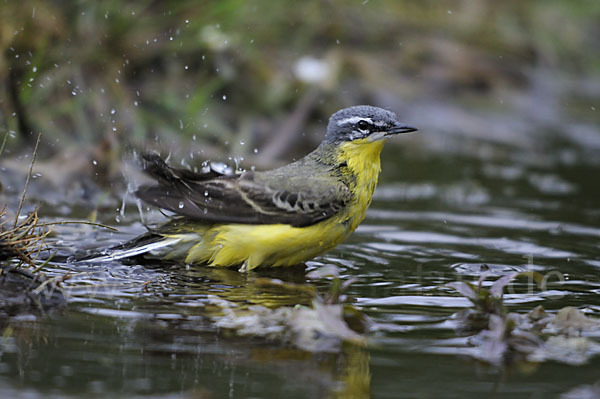 Wiesenschafstelze (Motacilla flava)