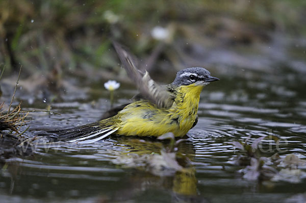 Wiesenschafstelze (Motacilla flava)