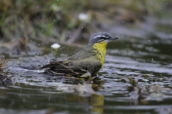 Wiesenschafstelze (Motacilla flava)