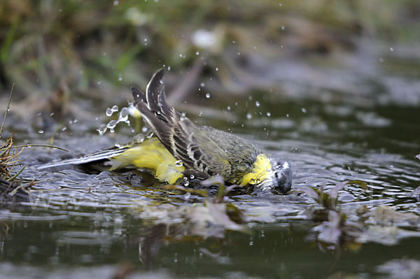 Wiesenschafstelze (Motacilla flava)