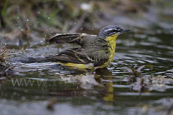 Wiesenschafstelze (Motacilla flava)