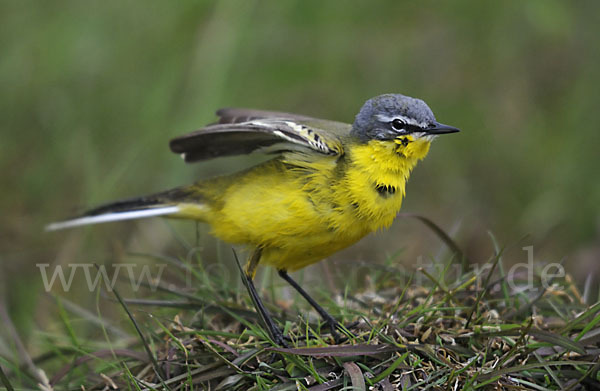 Wiesenschafstelze (Motacilla flava)