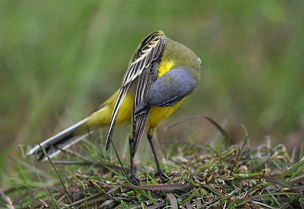 Wiesenschafstelze (Motacilla flava)