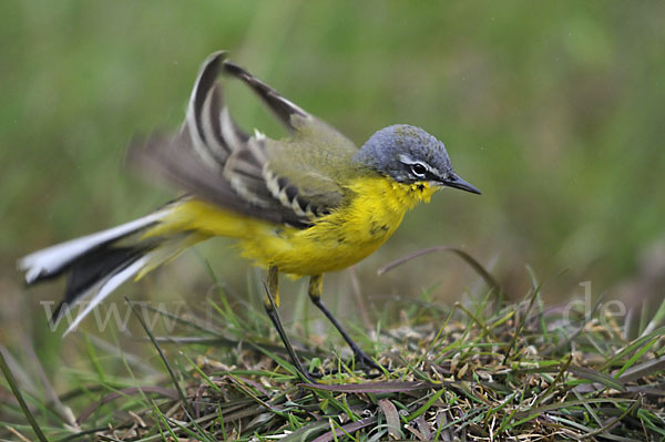 Wiesenschafstelze (Motacilla flava)