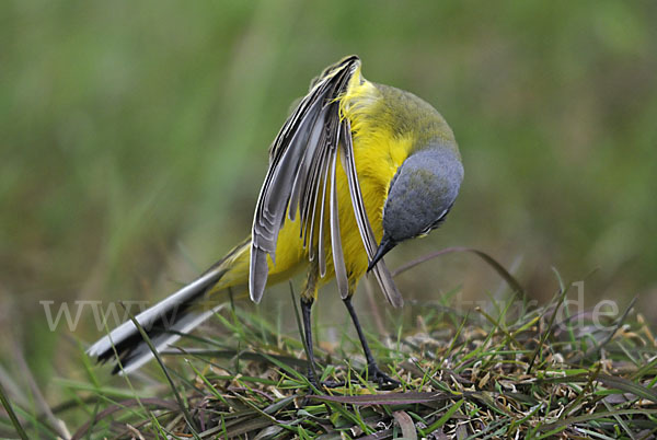 Wiesenschafstelze (Motacilla flava)