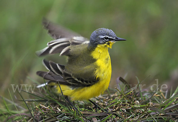 Wiesenschafstelze (Motacilla flava)