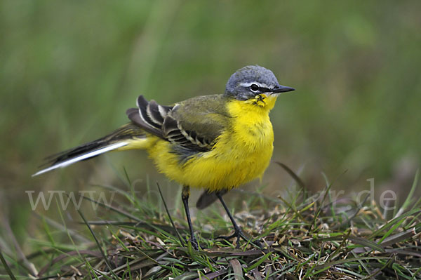 Wiesenschafstelze (Motacilla flava)