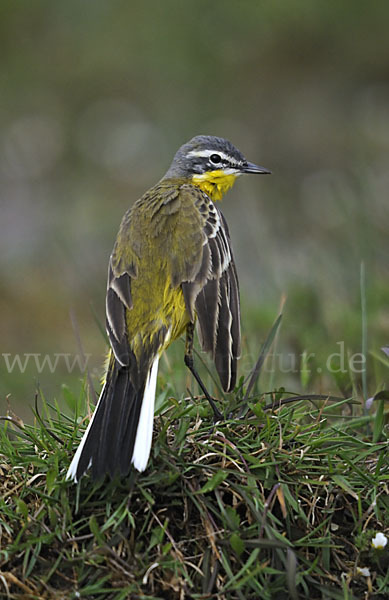 Wiesenschafstelze (Motacilla flava)