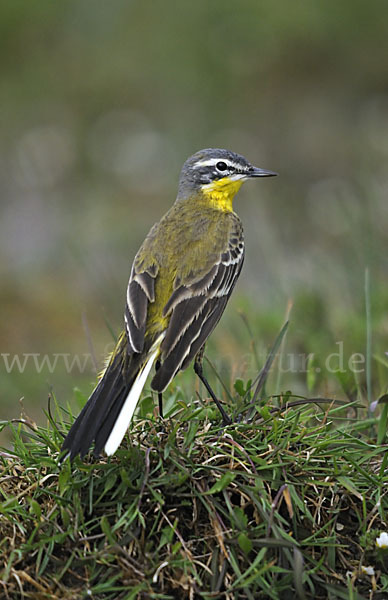 Wiesenschafstelze (Motacilla flava)