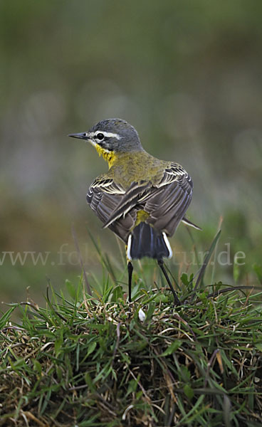 Wiesenschafstelze (Motacilla flava)