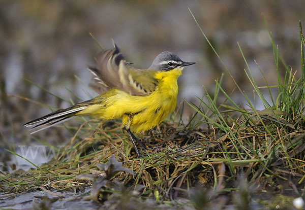 Wiesenschafstelze (Motacilla flava)