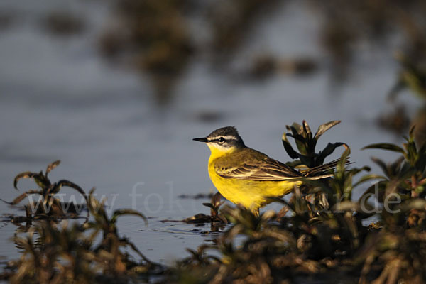 Wiesenschafstelze (Motacilla flava)