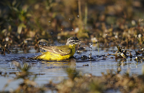 Wiesenschafstelze (Motacilla flava)