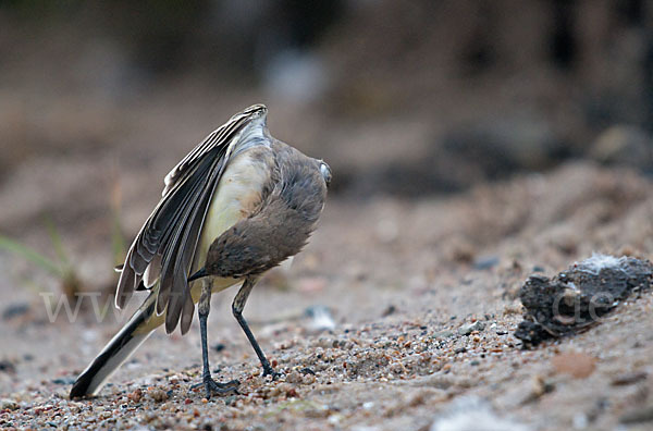 Wiesenschafstelze (Motacilla flava)