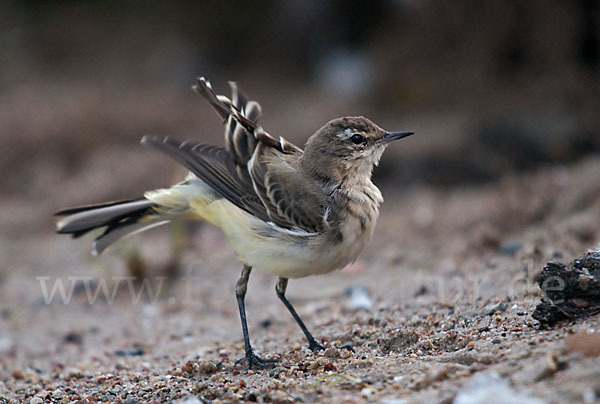 Wiesenschafstelze (Motacilla flava)