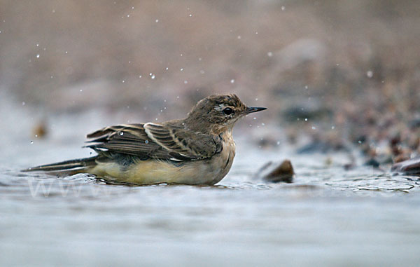 Wiesenschafstelze (Motacilla flava)