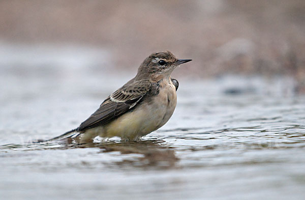 Wiesenschafstelze (Motacilla flava)