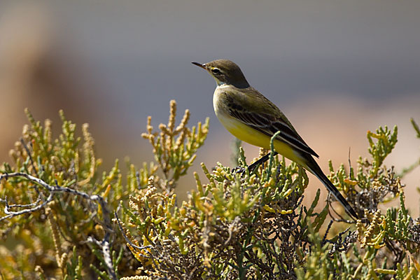 Wiesenschafstelze (Motacilla flava)