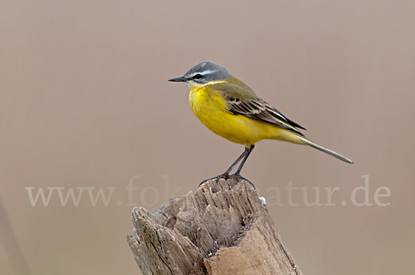 Wiesenschafstelze (Motacilla flava)