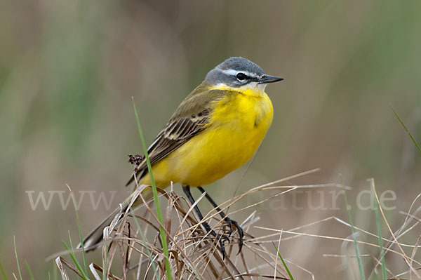 Wiesenschafstelze (Motacilla flava)