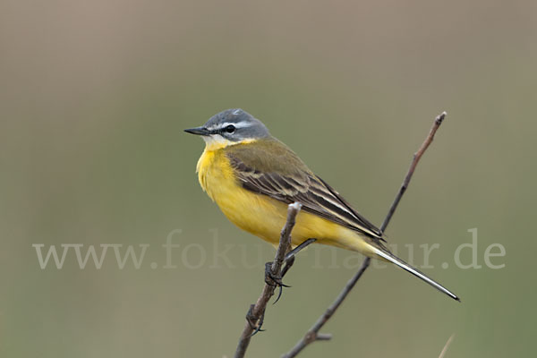 Wiesenschafstelze (Motacilla flava)