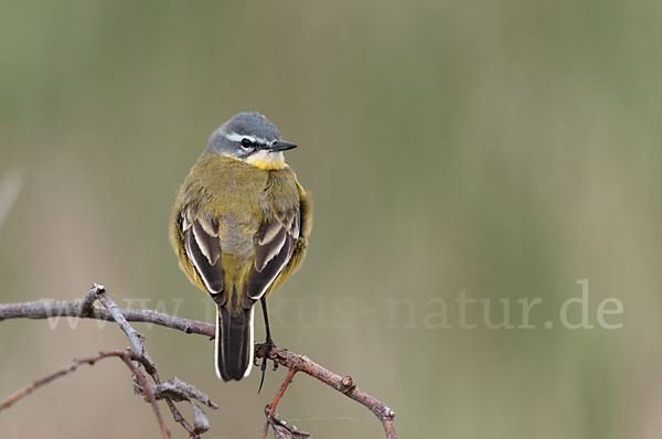 Wiesenschafstelze (Motacilla flava)