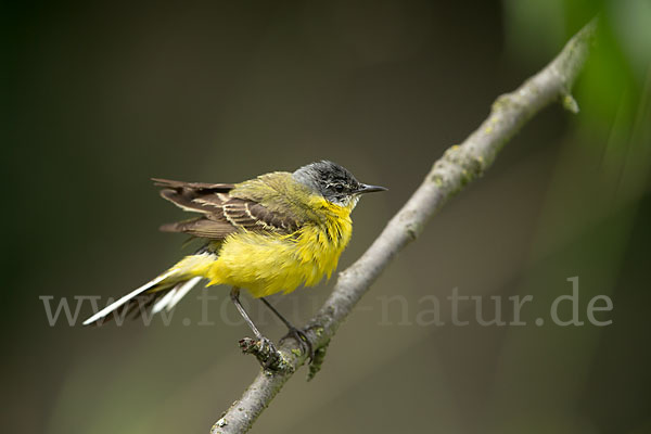 Wiesenschafstelze (Motacilla flava)