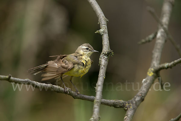 Wiesenschafstelze (Motacilla flava)