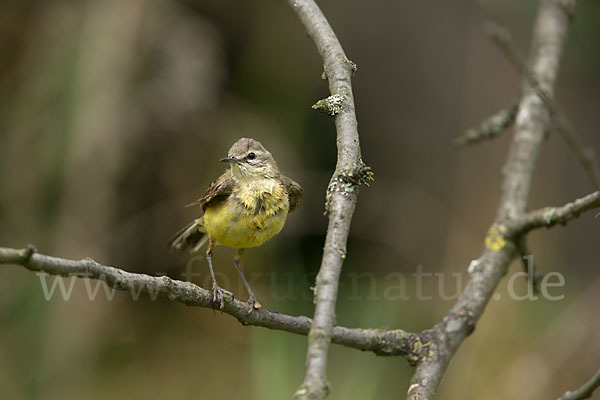 Wiesenschafstelze (Motacilla flava)