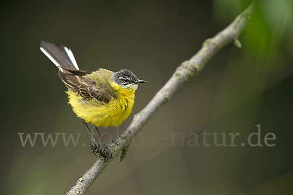 Wiesenschafstelze (Motacilla flava)