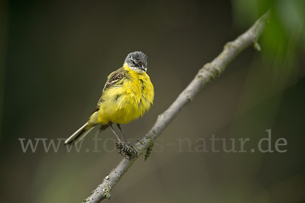 Wiesenschafstelze (Motacilla flava)