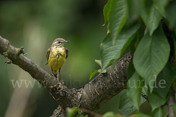 Wiesenschafstelze (Motacilla flava)