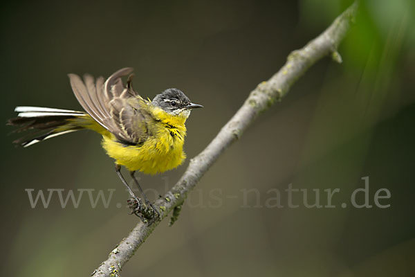 Wiesenschafstelze (Motacilla flava)